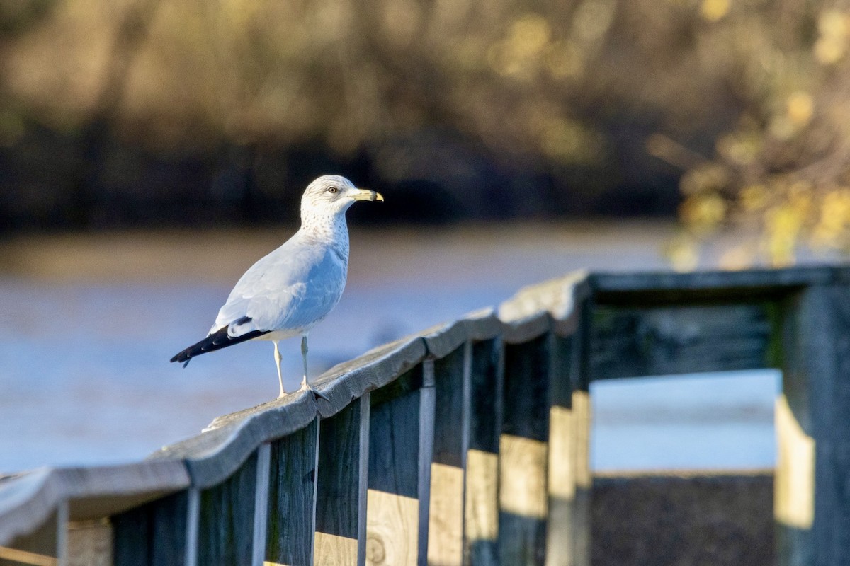 Ring-billed Gull - ML645048180