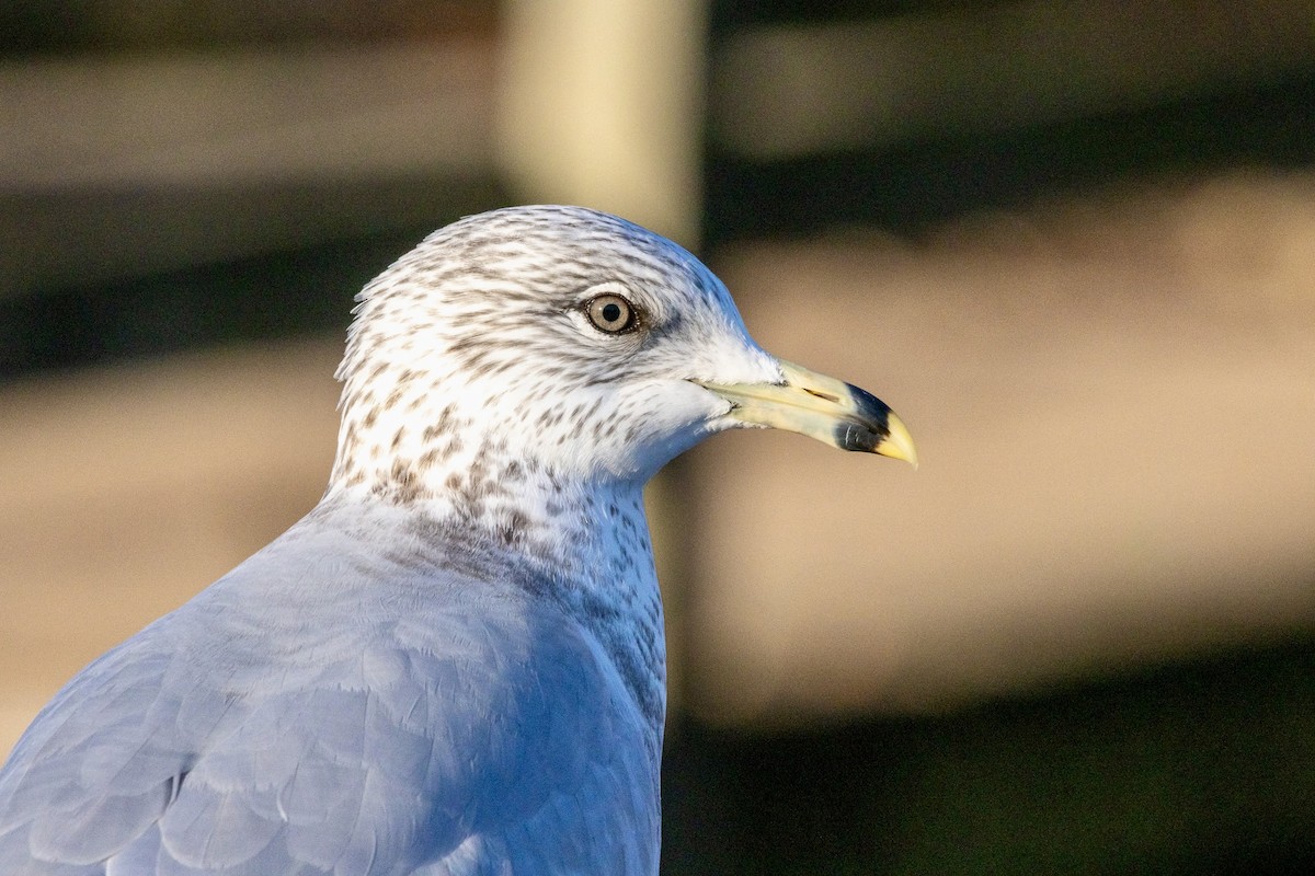 Ring-billed Gull - ML645048181