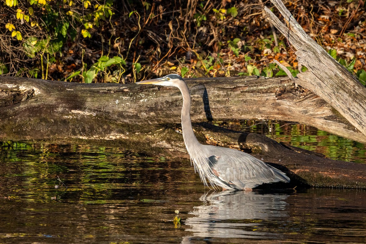 Great Blue Heron - ML645048182