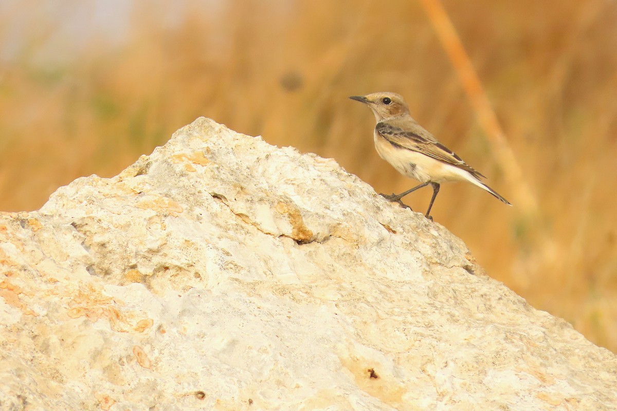 Finsch's Wheatear - ML645048183