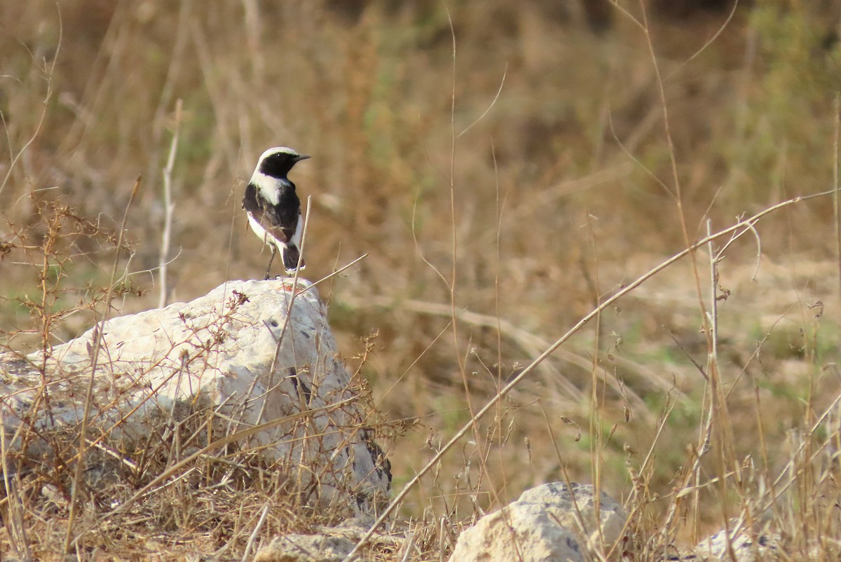Finsch's Wheatear - ML645048184