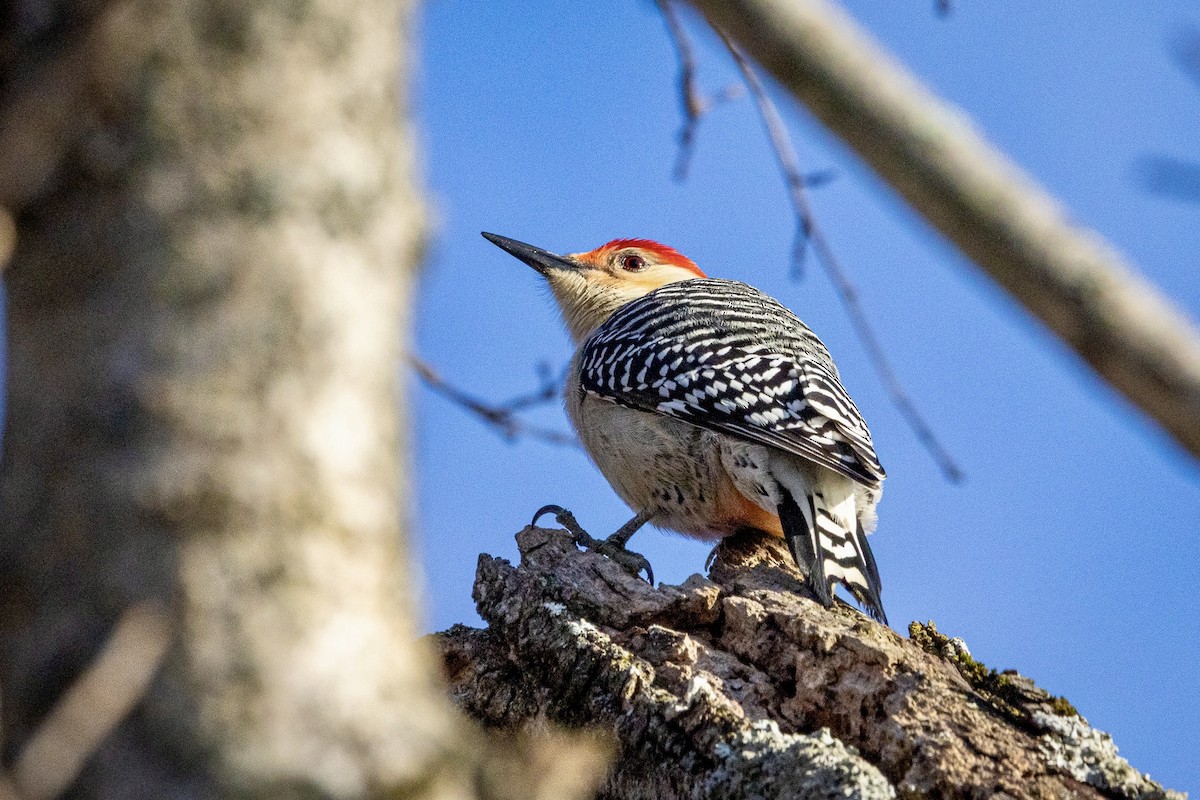 Red-bellied Woodpecker - ML645048194