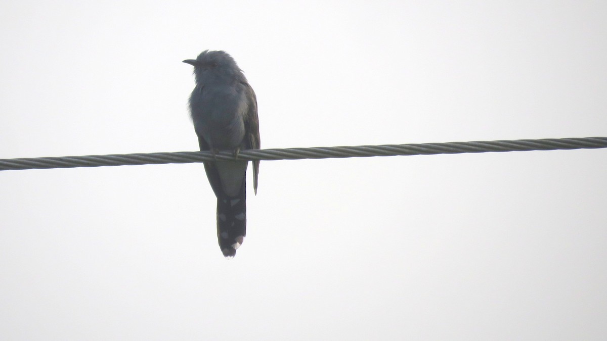 Coucou à tête grise - ML645048209