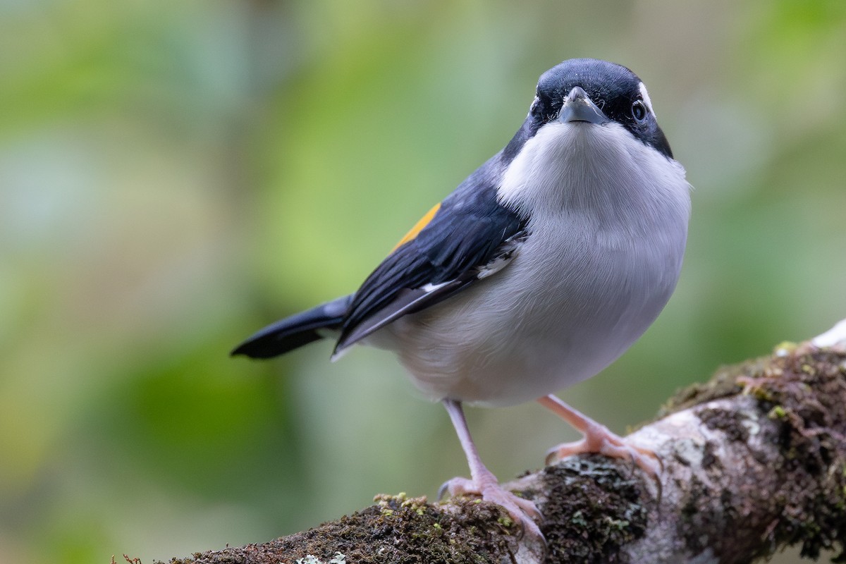 White-browed Shrike-Babbler (Blyth's) - ML645048219