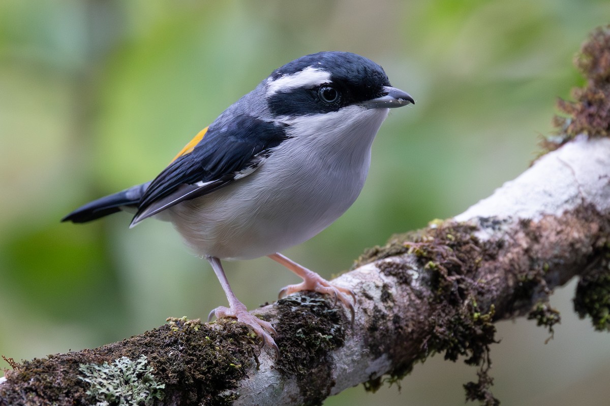 White-browed Shrike-Babbler (Blyth's) - ML645048220