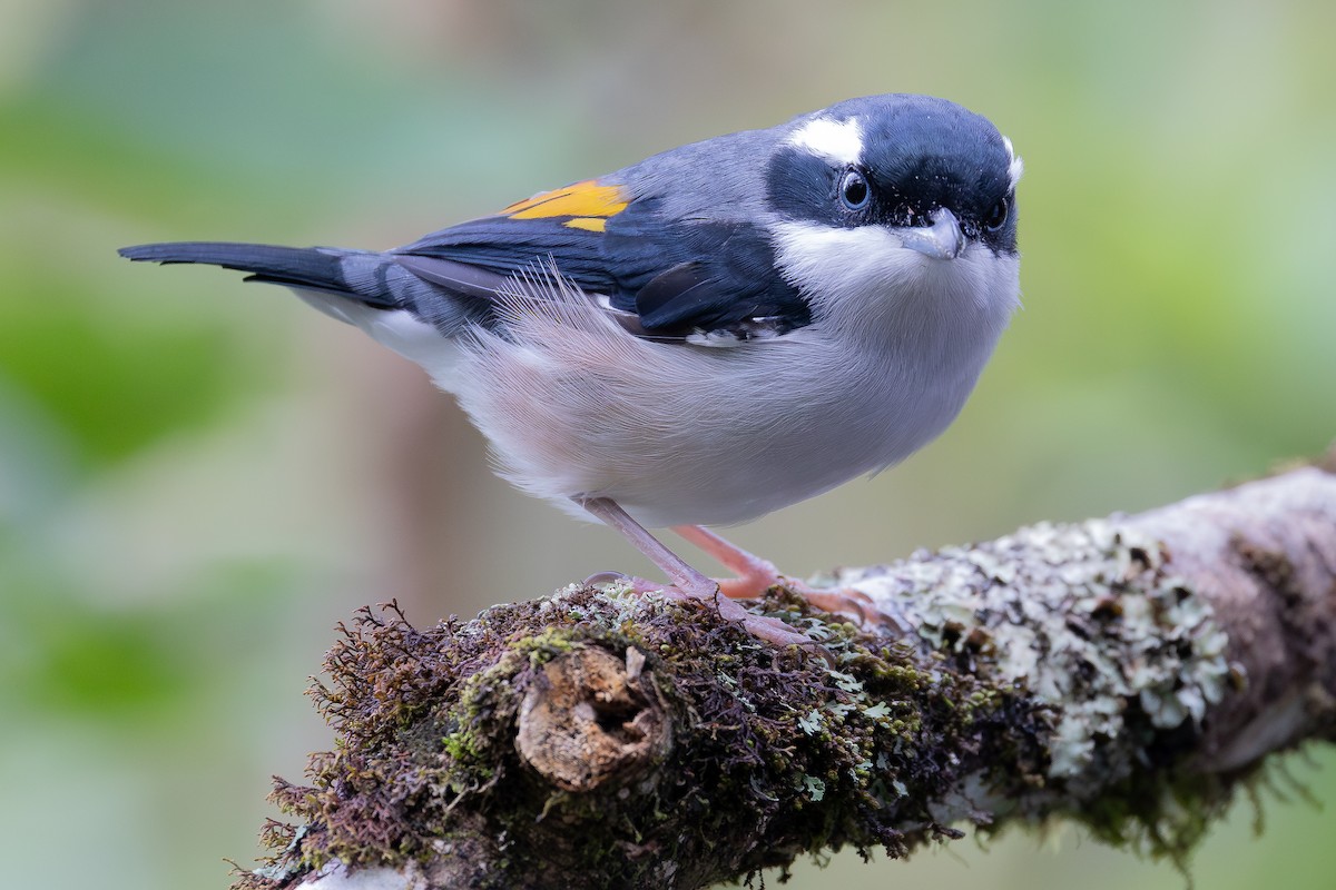 White-browed Shrike-Babbler (Blyth's) - ML645048221