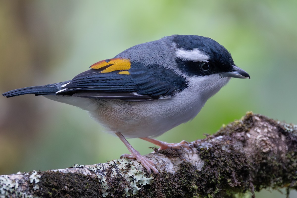 White-browed Shrike-Babbler (Blyth's) - ML645048222