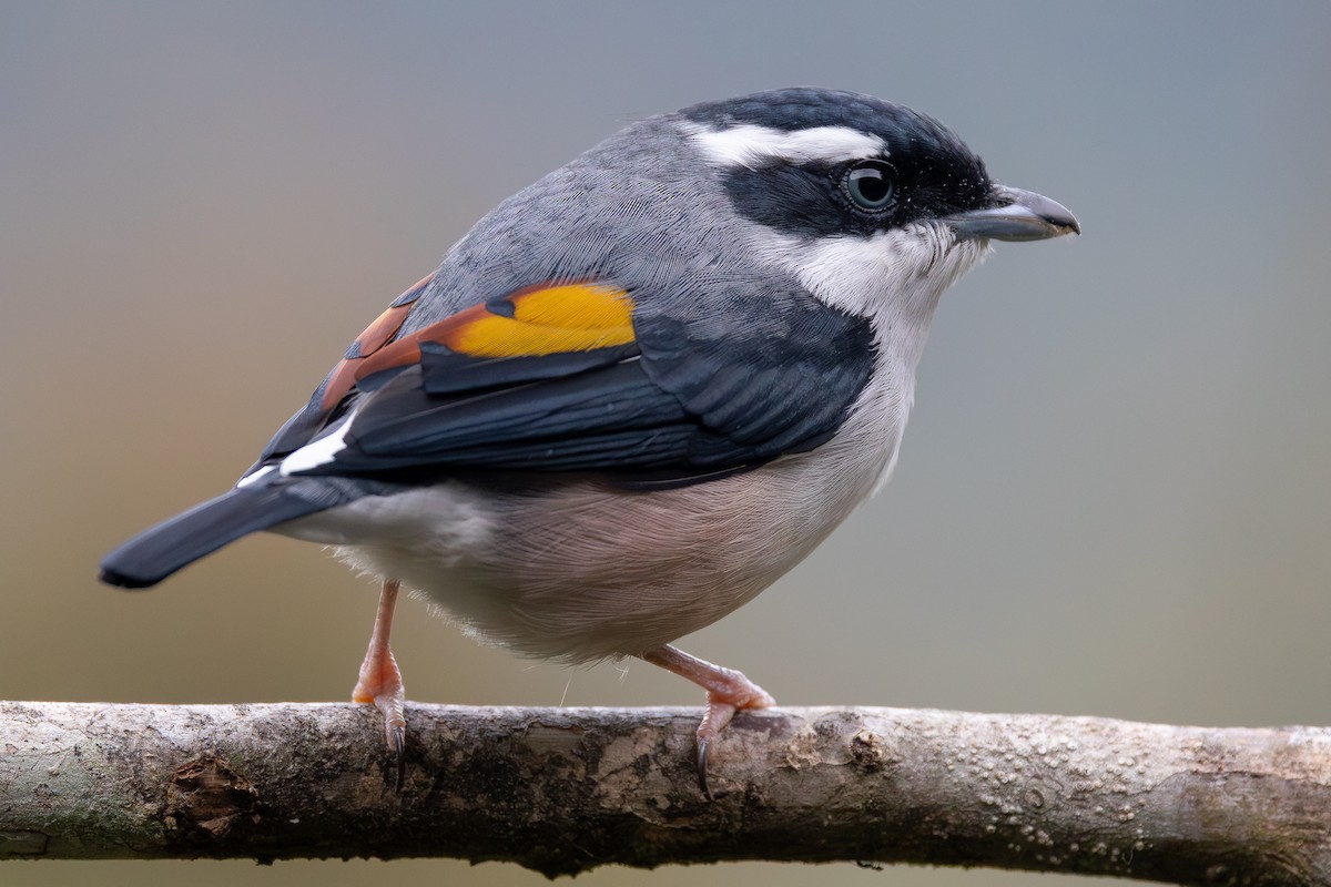 White-browed Shrike-Babbler (Blyth's) - ML645048223