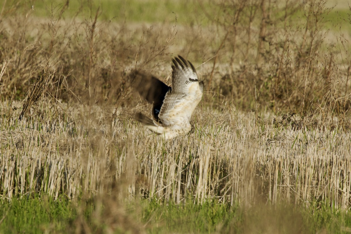 Swainson's Hawk - ML645048230