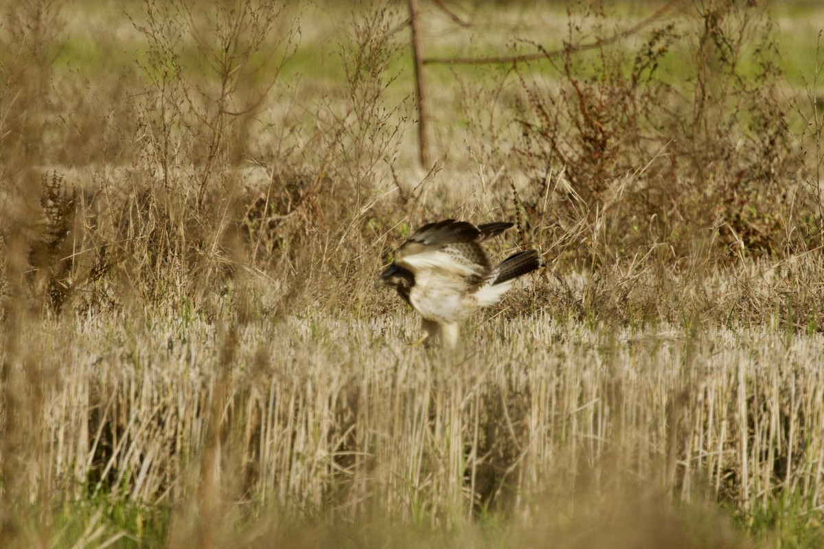 Swainson's Hawk - ML645048231