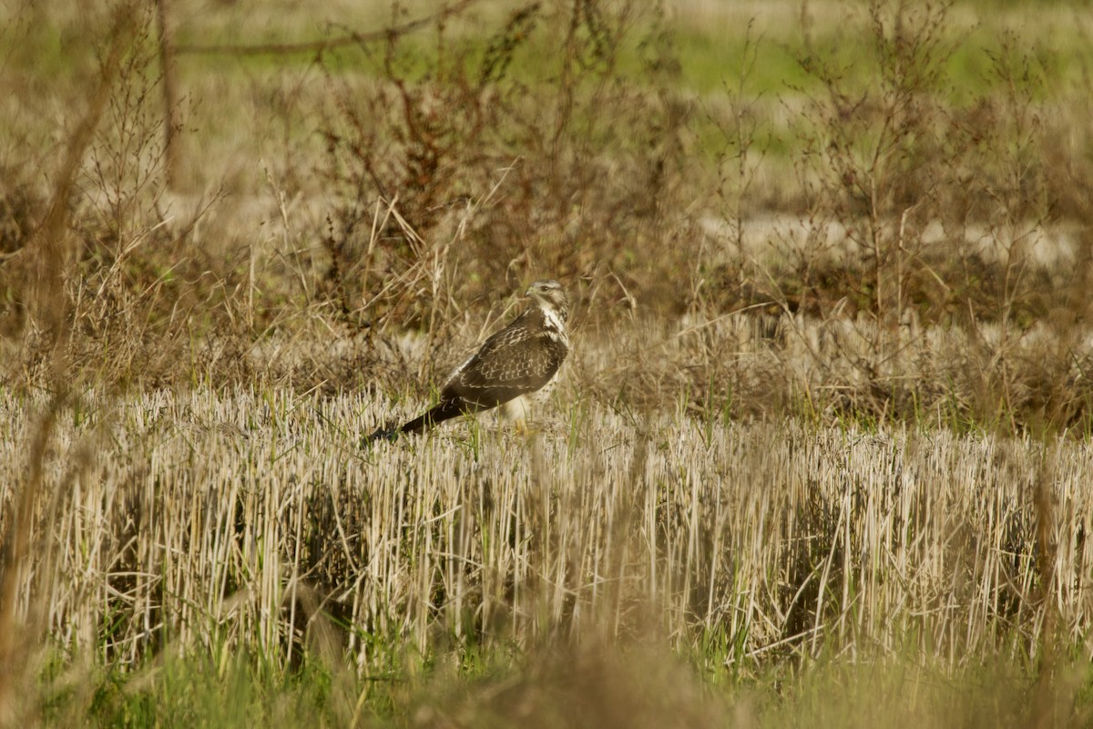 Swainson's Hawk - ML645048232
