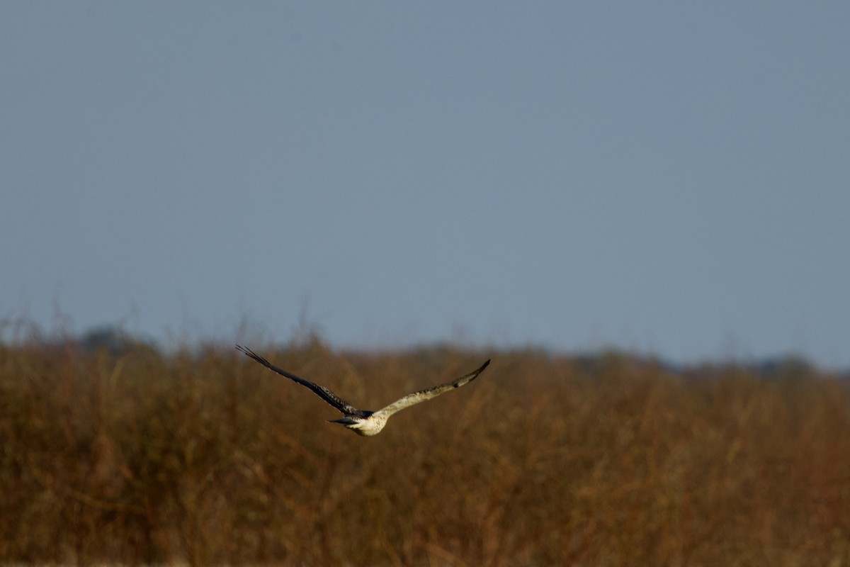 Swainson's Hawk - ML645048233