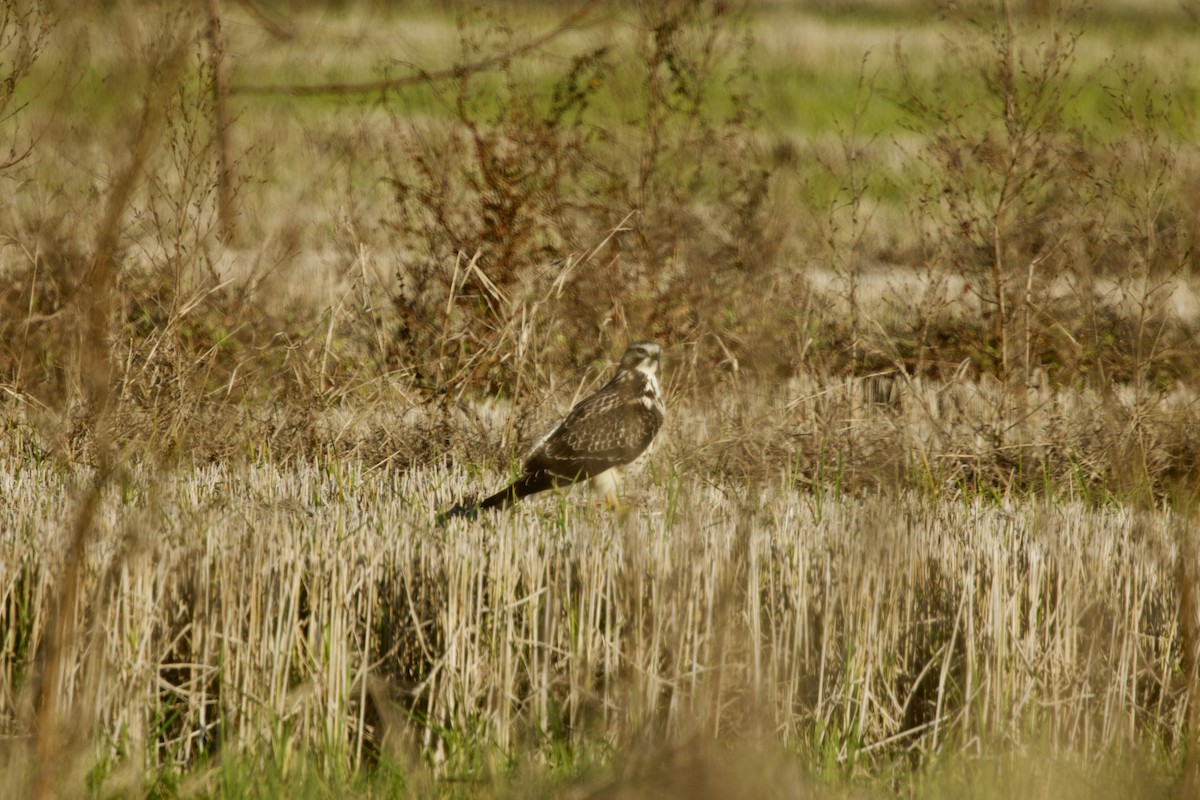 Swainson's Hawk - ML645048234
