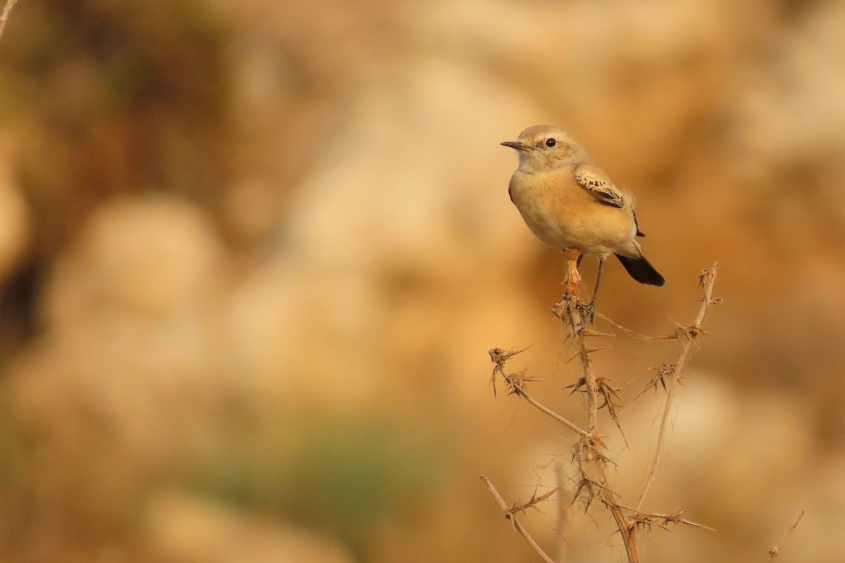 Desert Wheatear - ML645048245