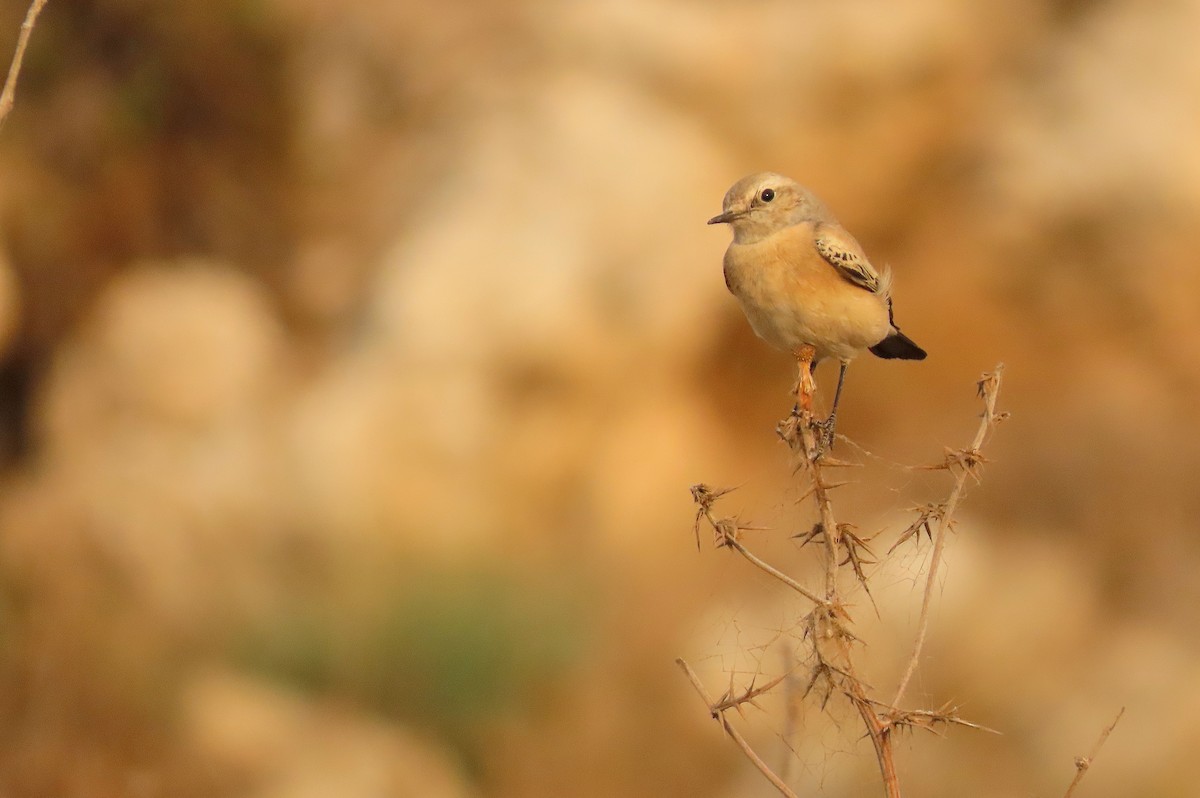 Desert Wheatear - ML645048246
