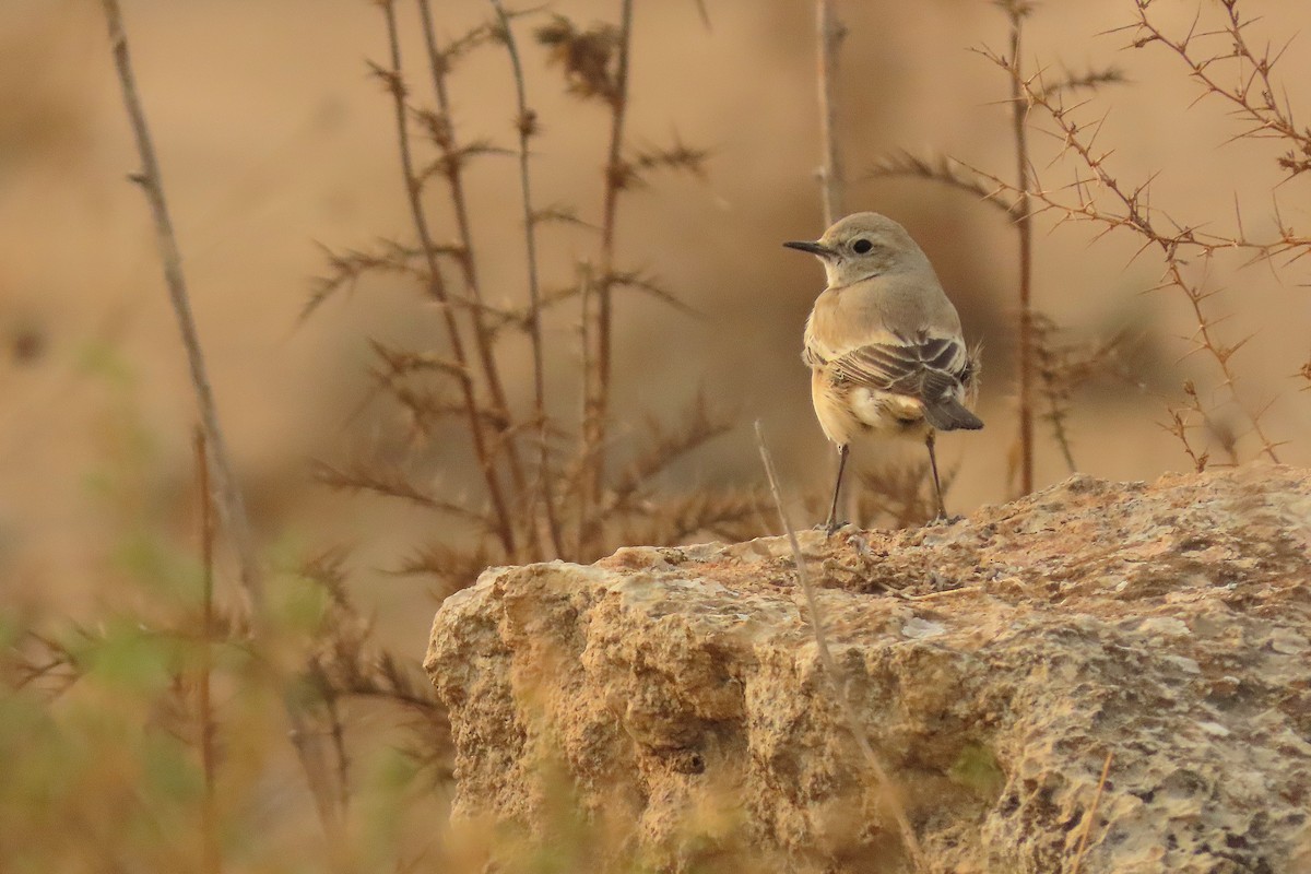 Desert Wheatear - ML645048247