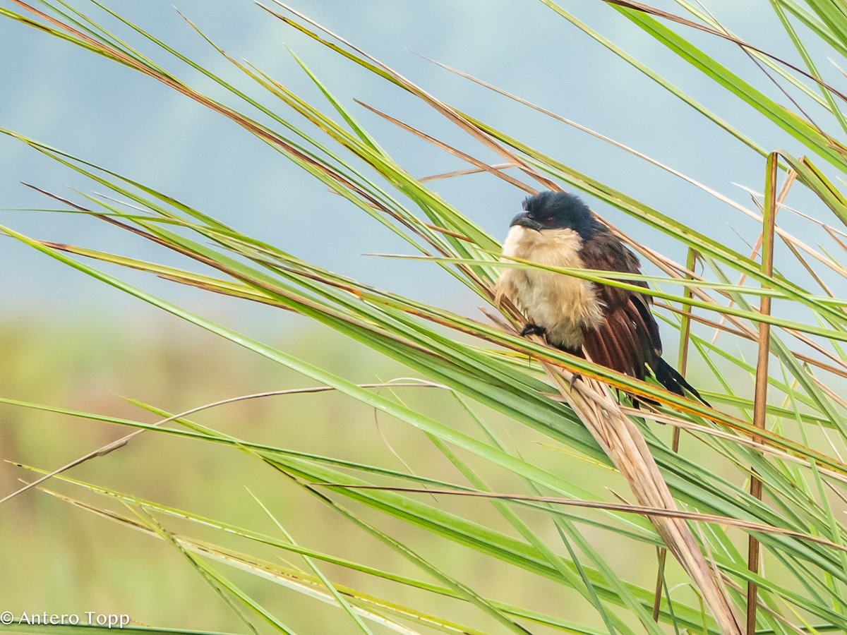 Blue-headed Coucal - ML645048252