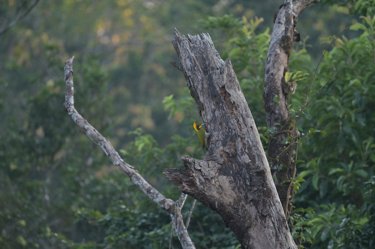 Pic à nuque jaune - ML645048253