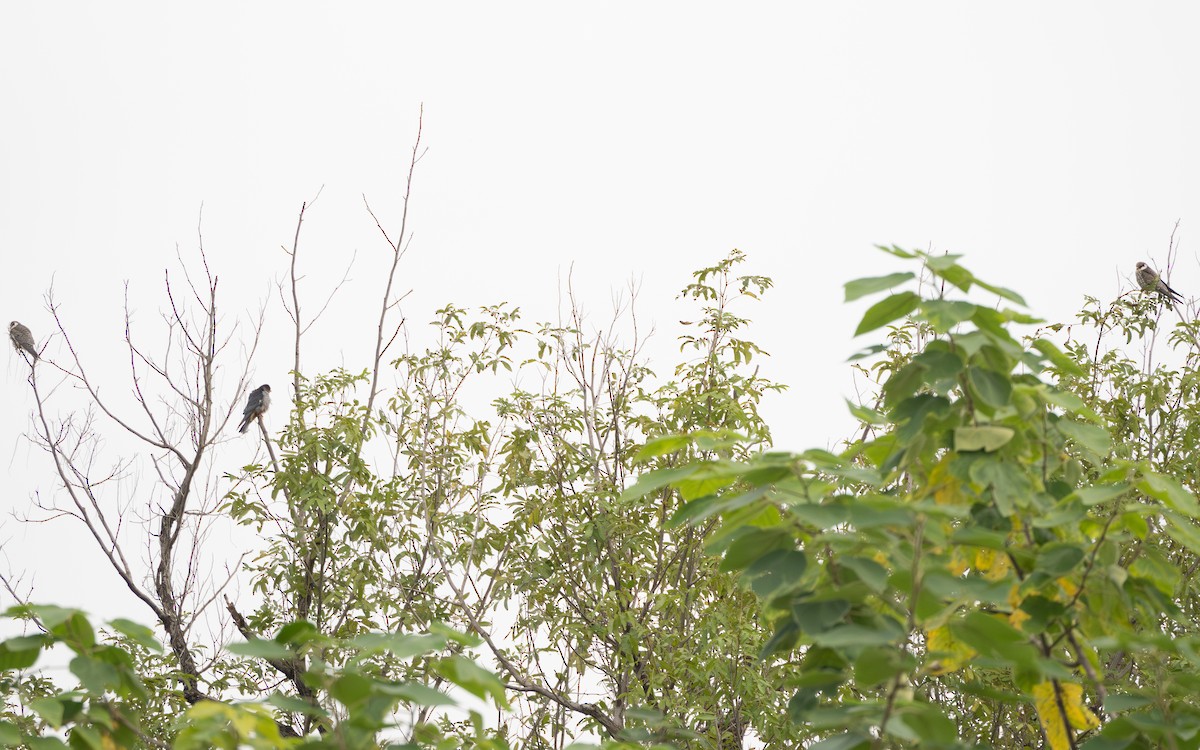 Amur Falcon - ML645048254