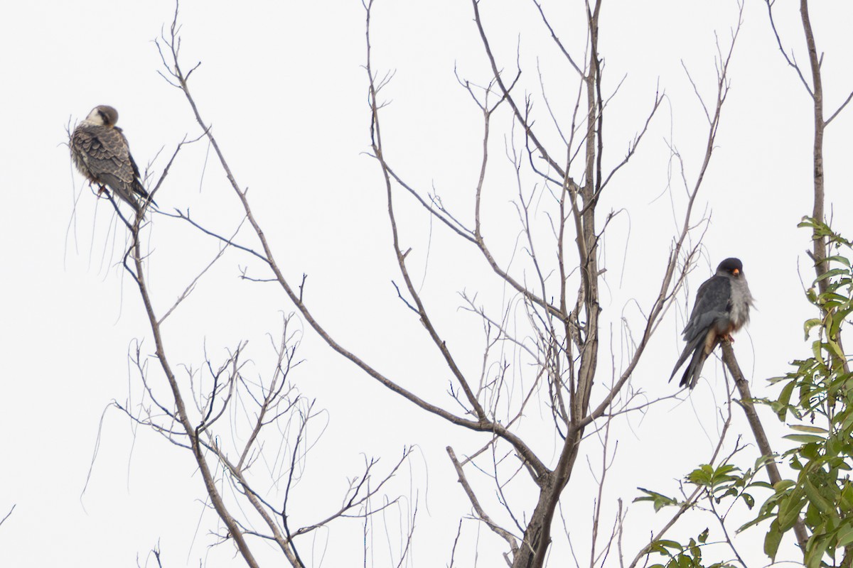 Amur Falcon - ML645048260