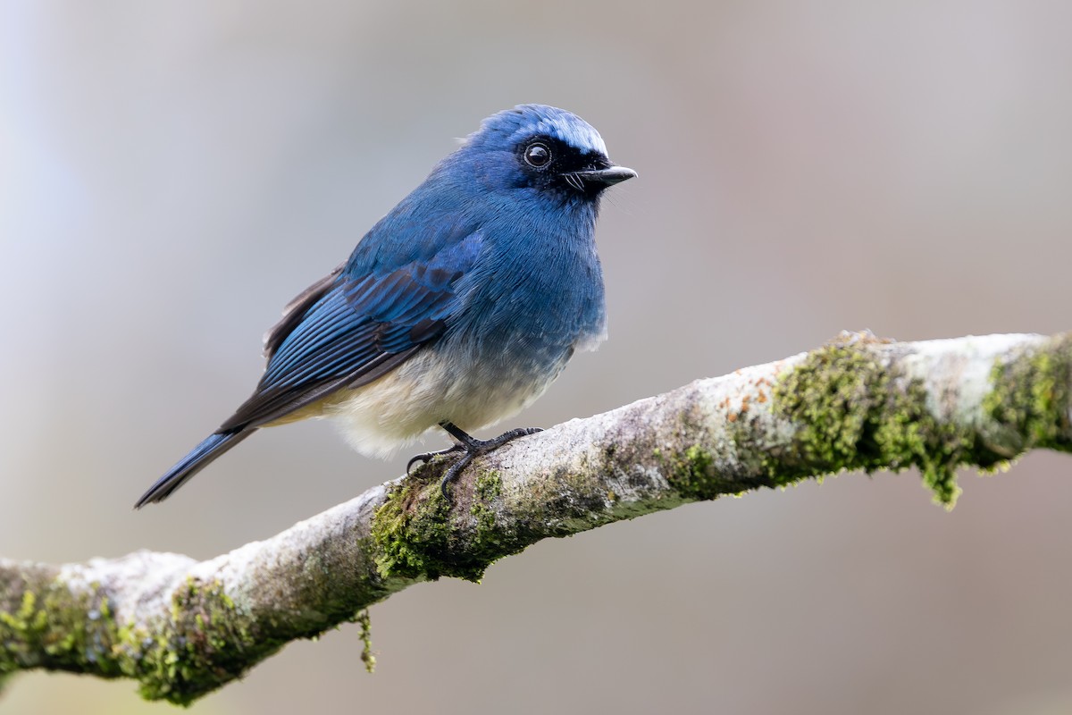 Gobemouche indigo (ruficrissa/cerviniventris) - ML645048264