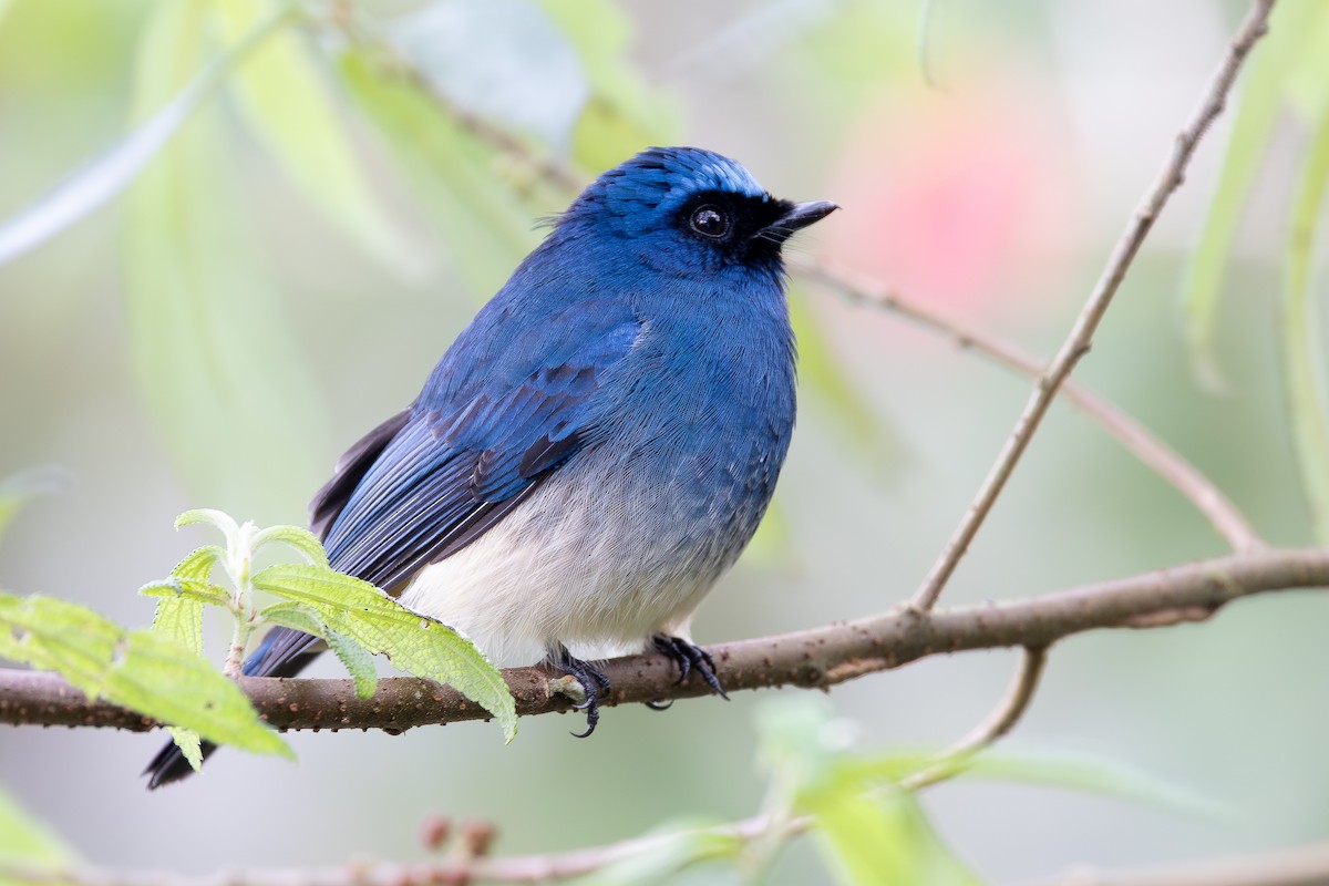 Gobemouche indigo (ruficrissa/cerviniventris) - ML645048265