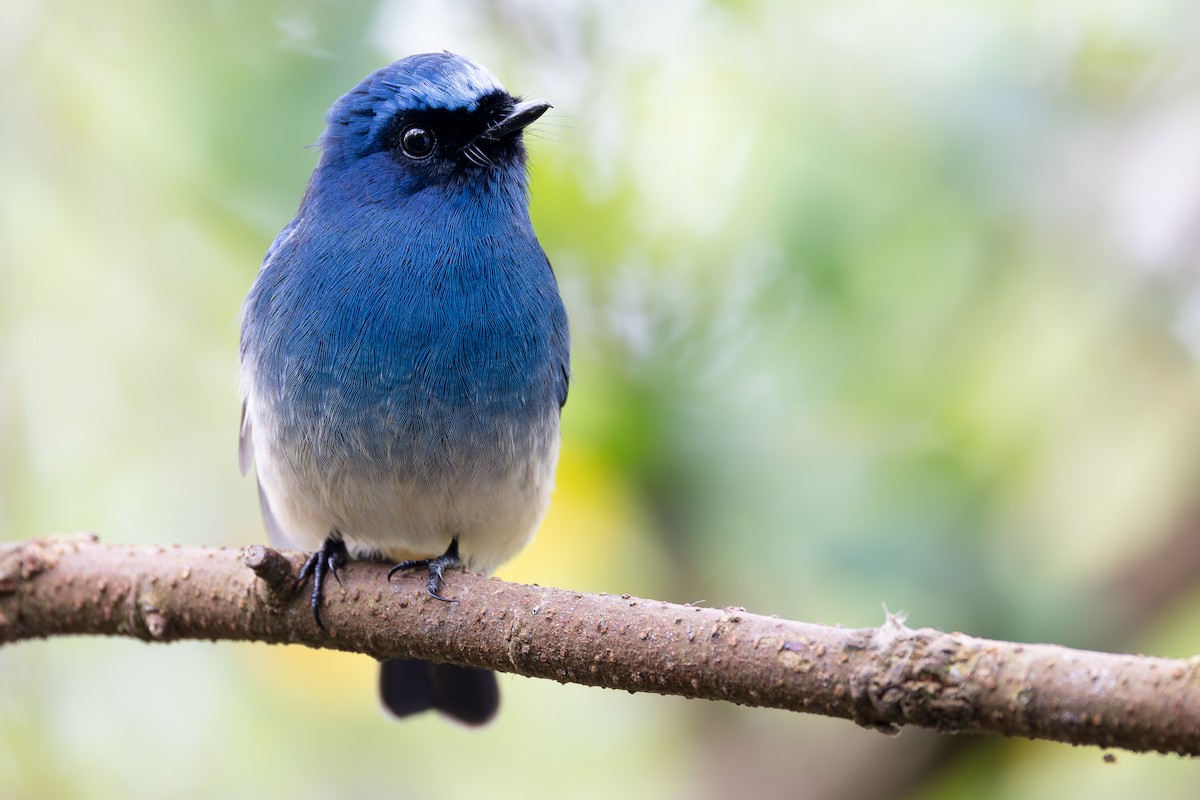 Gobemouche indigo (ruficrissa/cerviniventris) - ML645048266