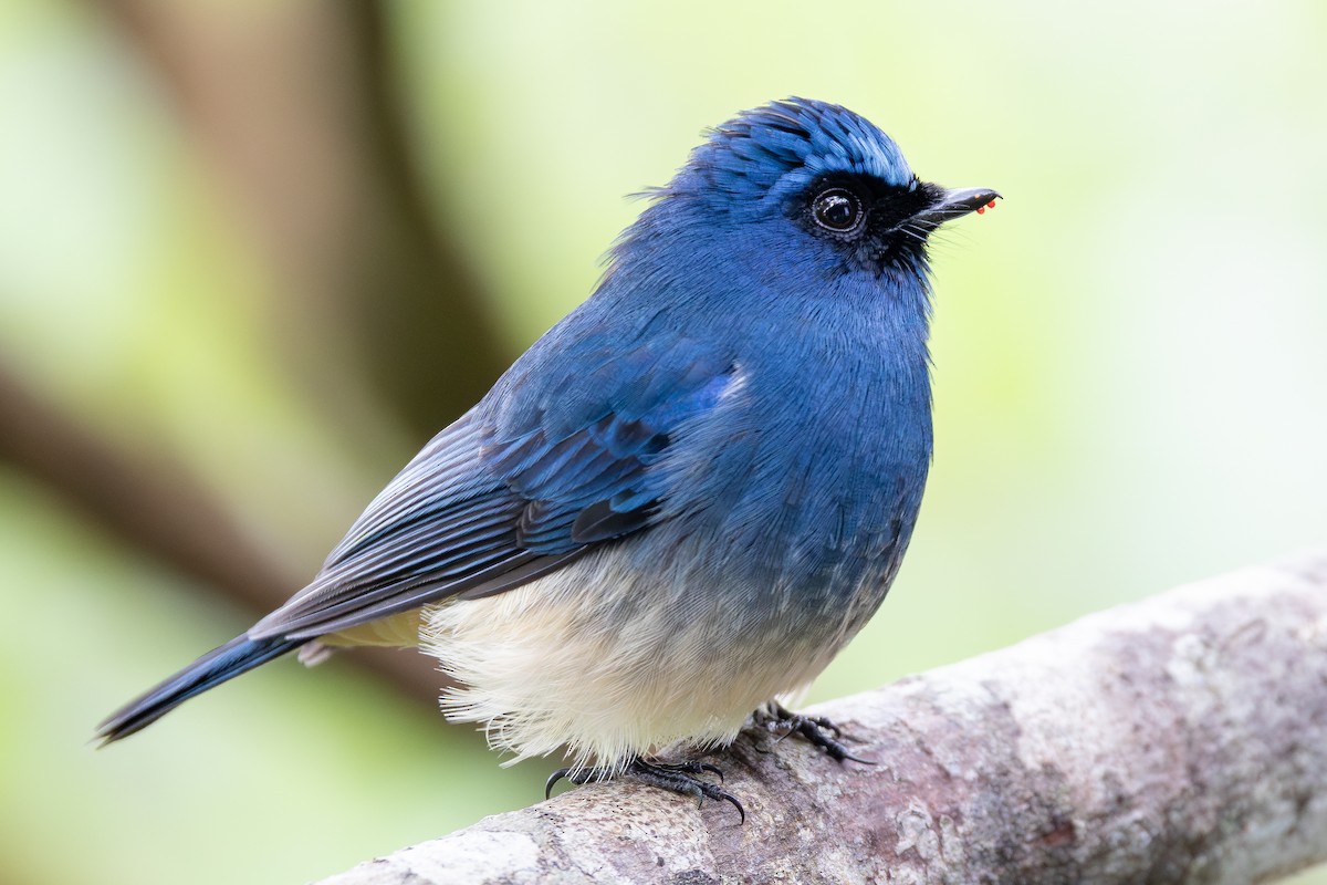 Gobemouche indigo (ruficrissa/cerviniventris) - ML645048267