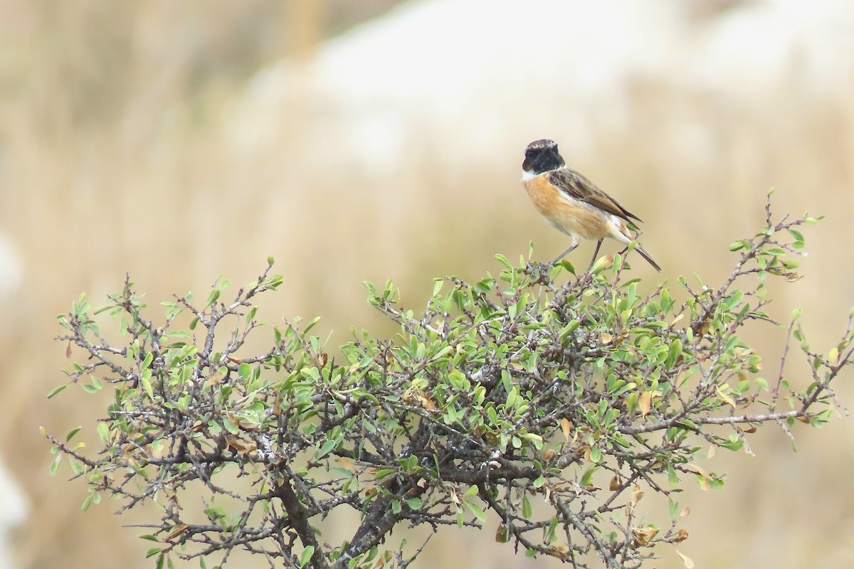 Siberian Stonechat - ML645048269