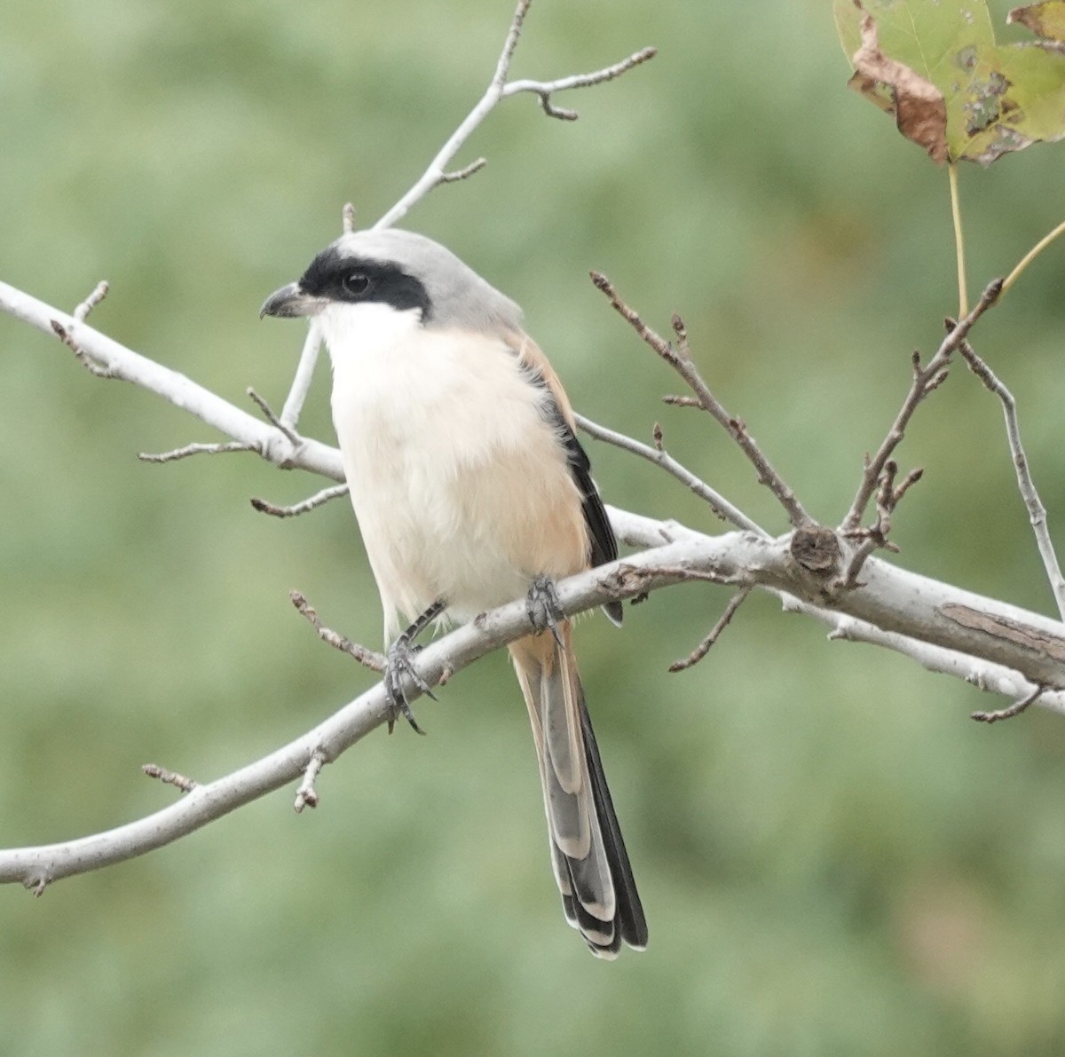 Pie-grièche schach (schach) - ML645048276