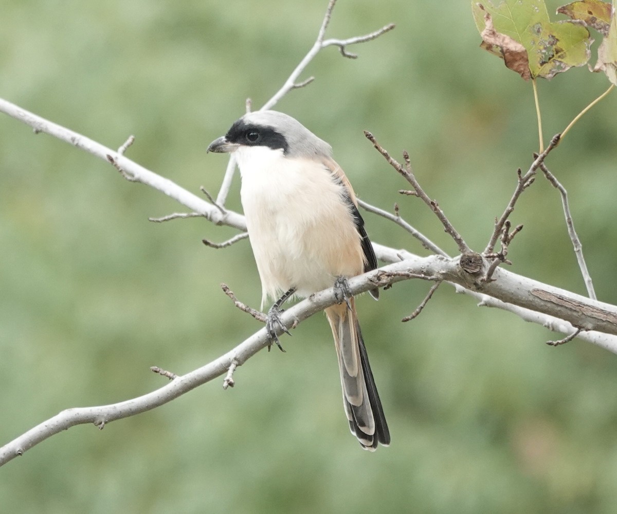 Pie-grièche schach (schach) - ML645048277