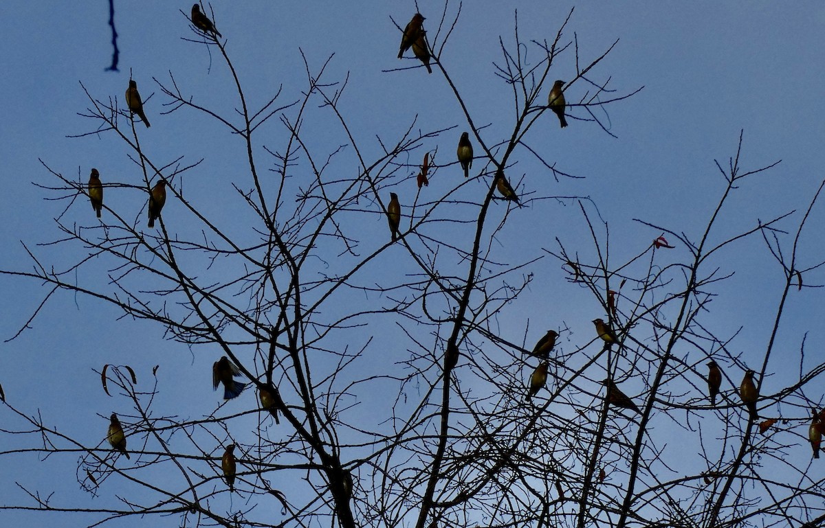 Jaseur d'Amérique - ML645048278