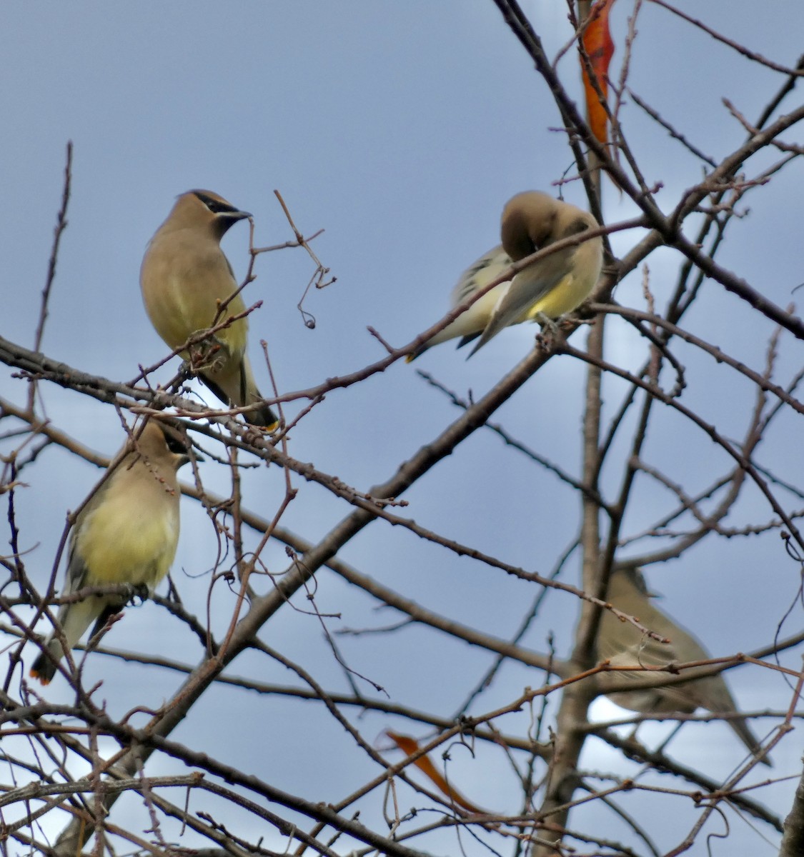 Jaseur d'Amérique - ML645048279