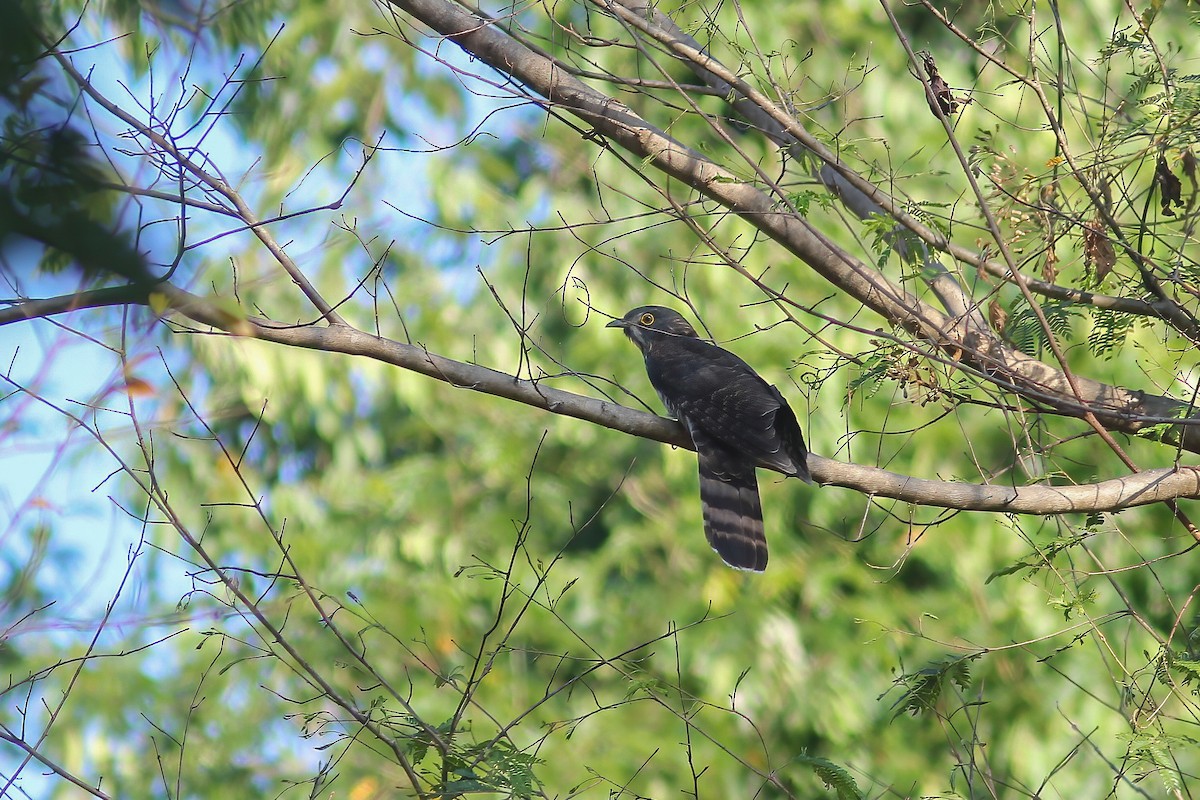 Coucou épervier - ML645048280