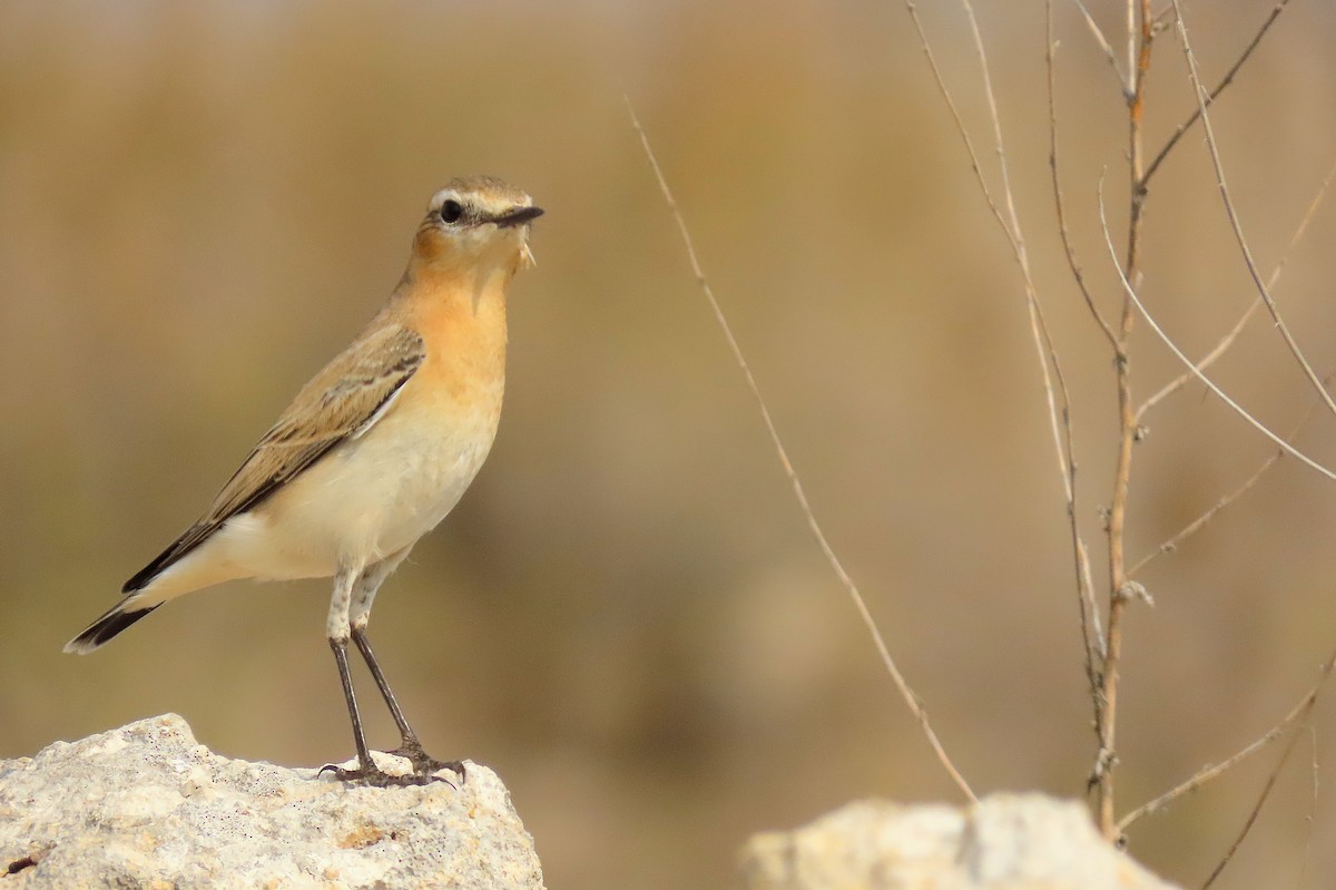 Traquet motteux - ML645048282