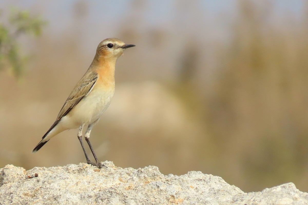 Traquet motteux - ML645048283