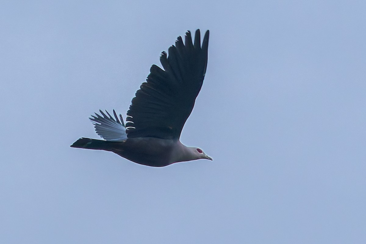 Carpophage de Pinon - ML645048285