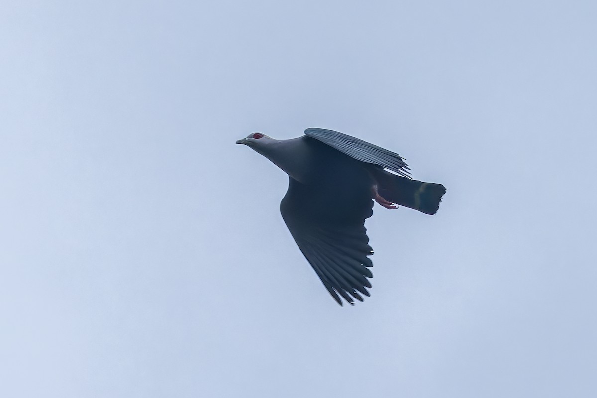 Carpophage de Pinon - ML645048286