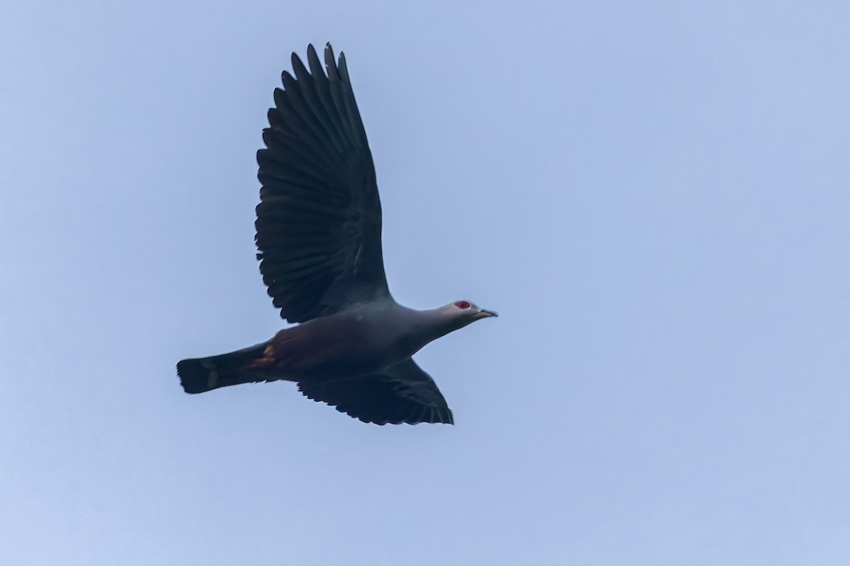 Carpophage de Pinon - ML645048287