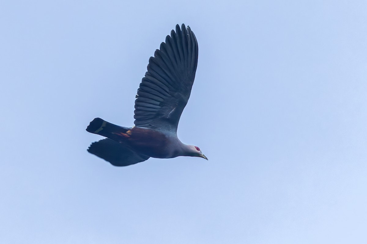 Carpophage de Pinon - ML645048288