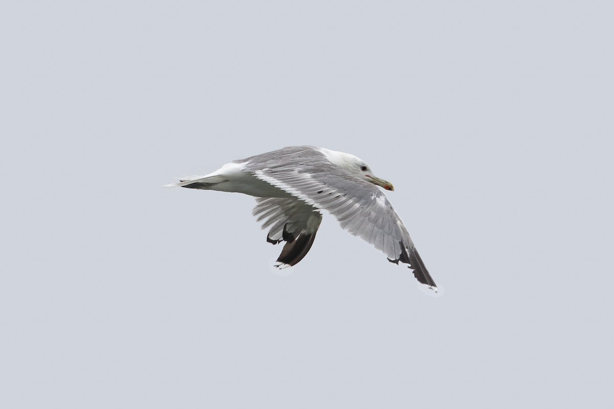 Goéland de Californie - ML645048296