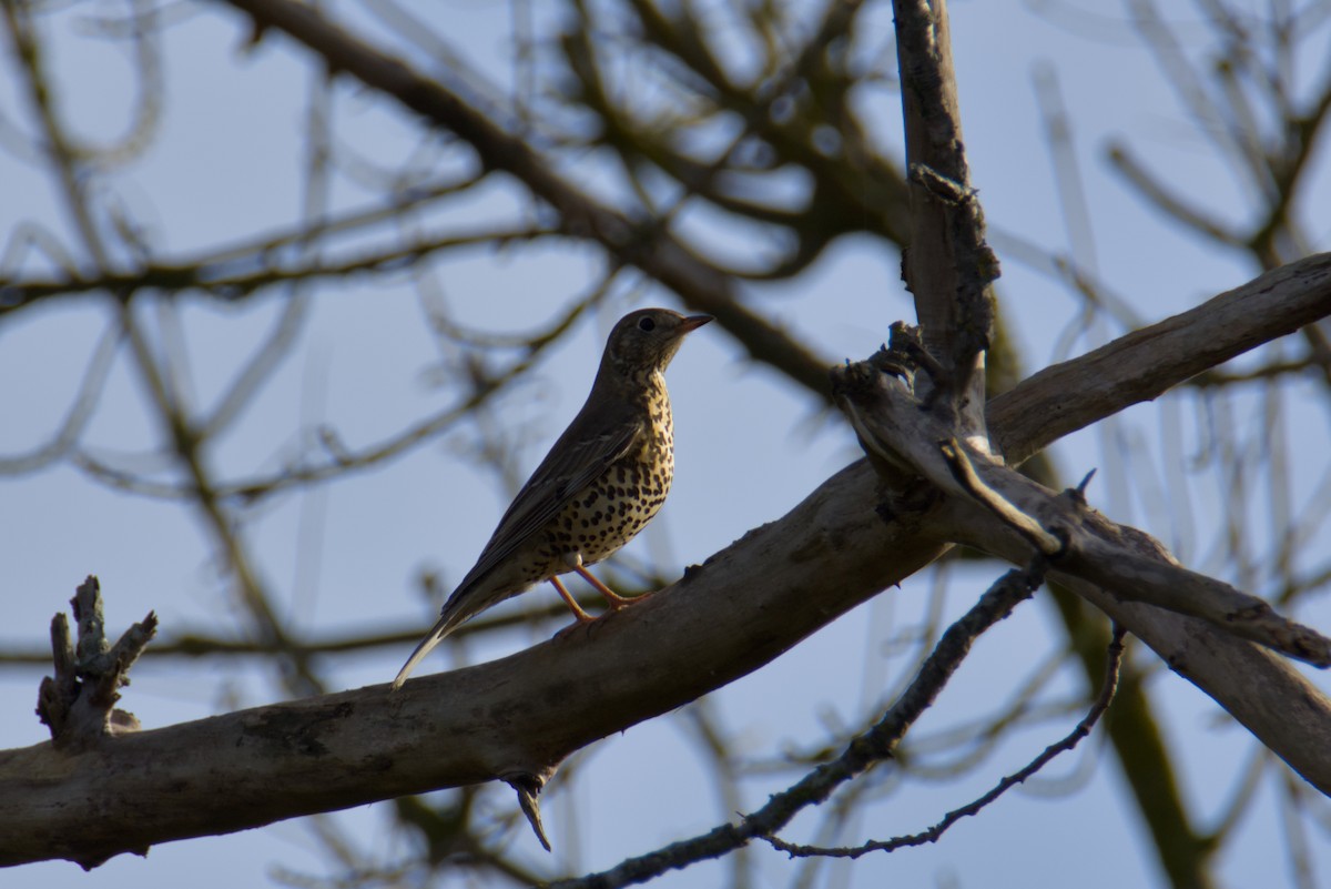 Grive draine - ML645048297