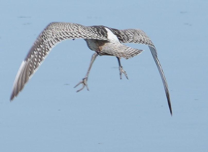 Courlis corlieu - ML645048304