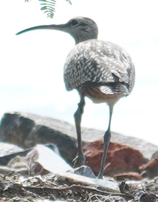 Courlis corlieu - ML645048305