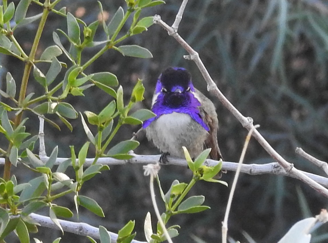 Colibri de Costa - ML645048306