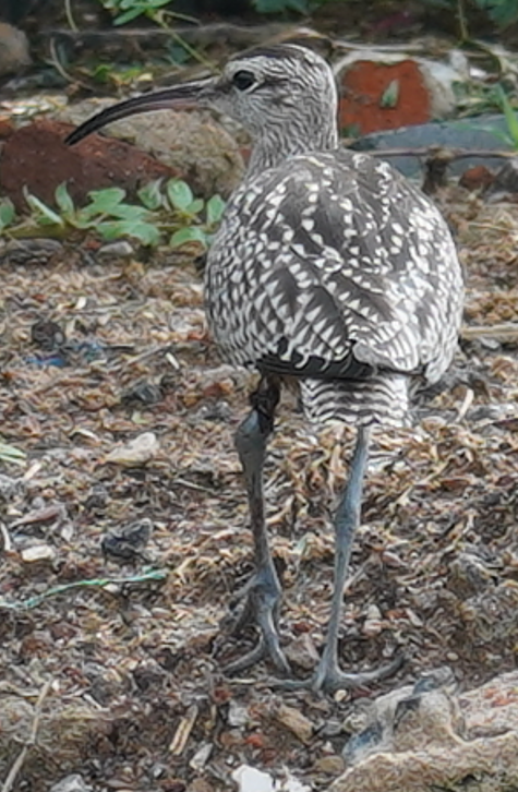 Courlis corlieu - ML645048307