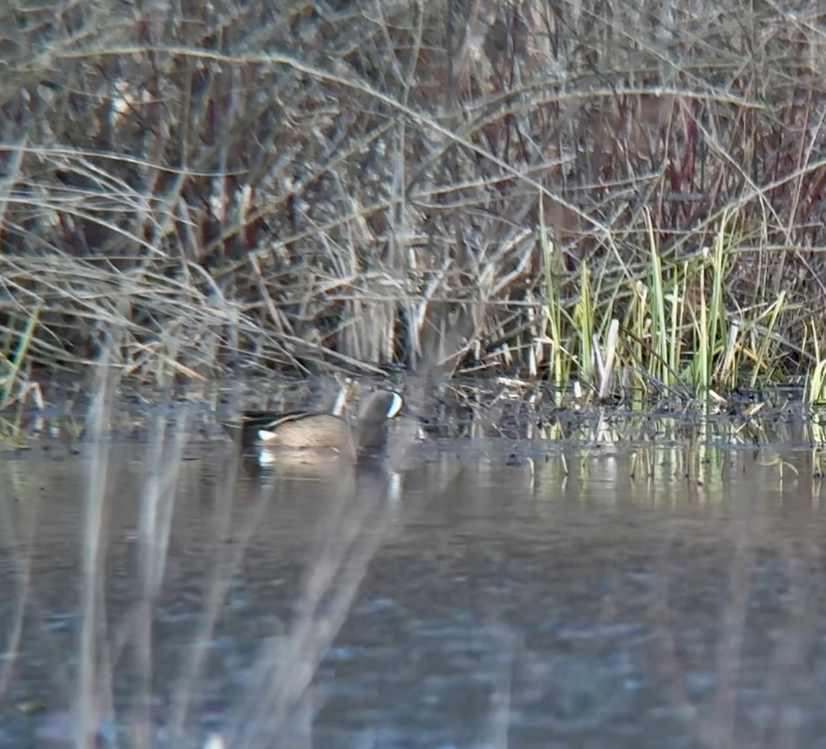 Sarcelle à ailes bleues - ML645048308