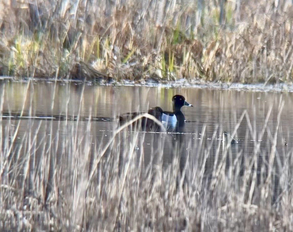 Fuligule à collier - ML645048310