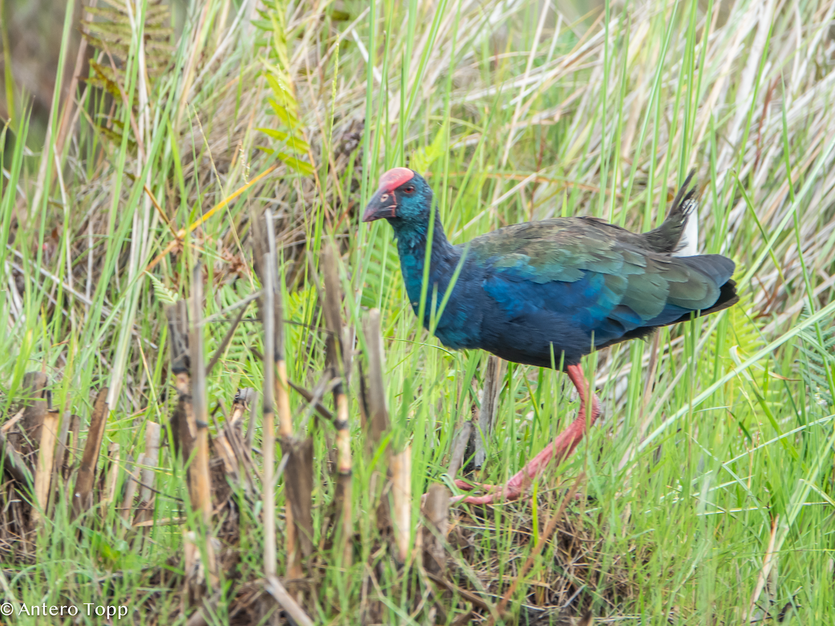 Talève d'Afrique - ML645048311