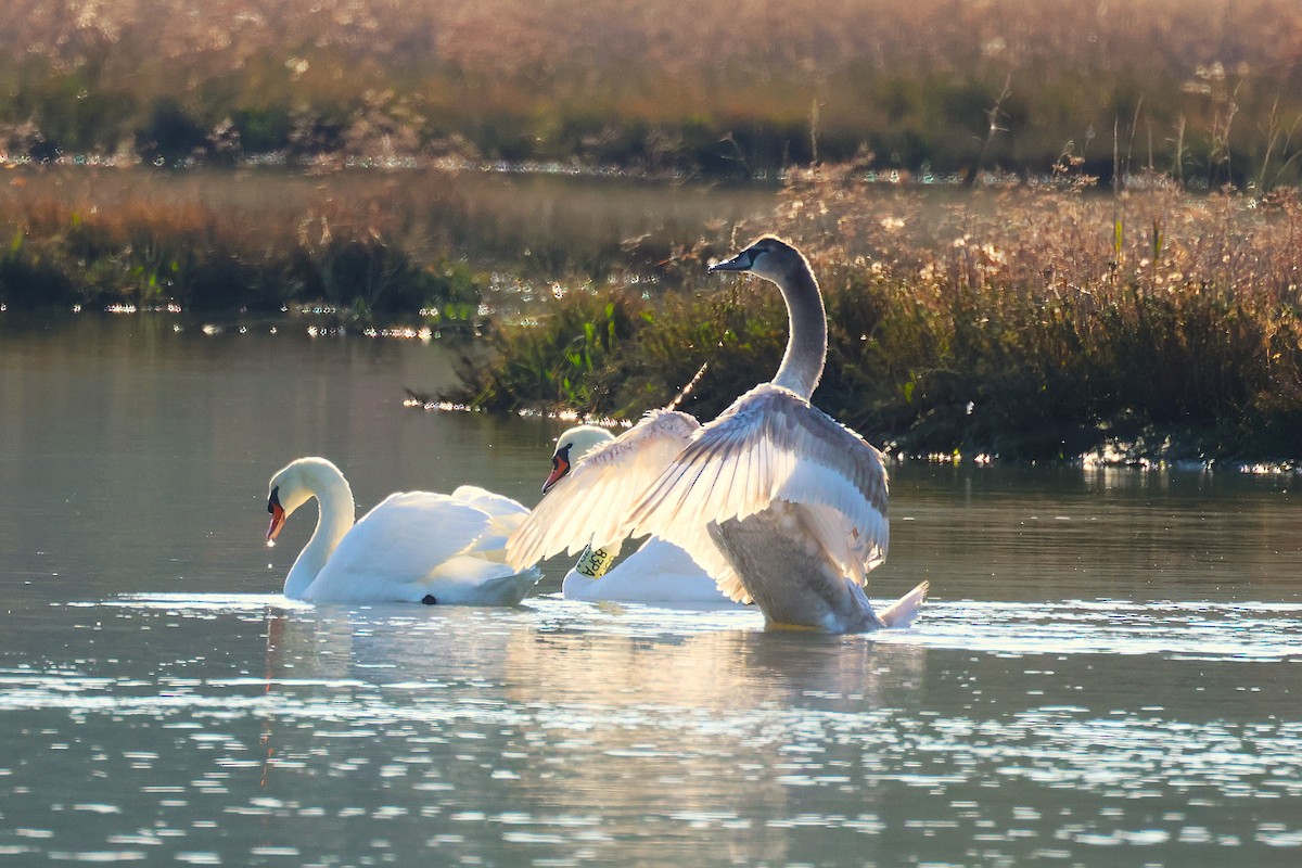 Cygne tuberculé - ML645048316
